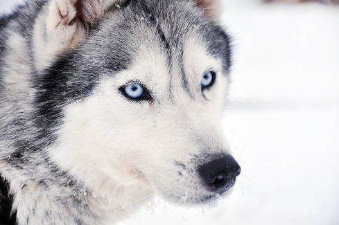 Husky_Preiskalkulator Preise Zeiterfassung Husky