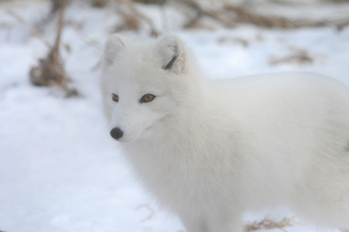 Preise Zeiterfassung Fox